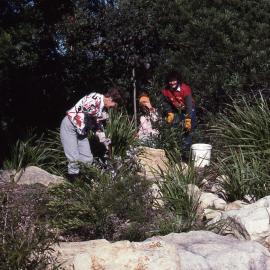 Working bee, Shortland Wetlands, NSW, August 1991