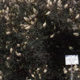Grafted Grevillea intricata, Shortland Wetlands, NSW, 1989-1994
