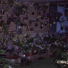 Orchid display, Wildflower Show, Shortland Wetlands, NSW, 1991