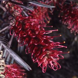 Grevillea Species, Shortland Wetlands, NSW, 1989-1994