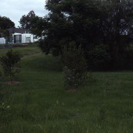 Rainforest, Shortland Wetlands, NSW, April 1992