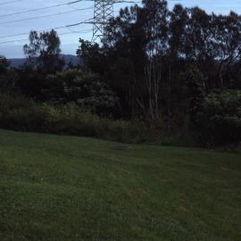 Rainforest, Shortland Wetlands, NSW, April 1992