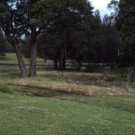 Rainforest area, Shortland Wetlands, NSW, April 1992