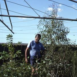 Blanch Street, Allard's, Shortland Wetlands, NSW, May 1992