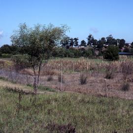Wet heath, (Wallum), Shortland Wetlands, NSW, April 1993