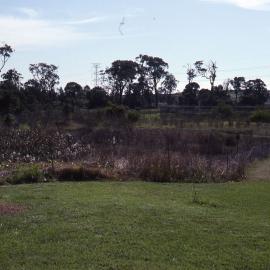 Wet heath, (Wallum), Shortland Wetlands, NSW, April 1993