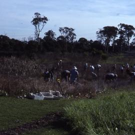Wet heath, (Wallum), Shortland Wetlands, NSW, April 1993