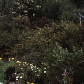 Visitors Centre gardens, Shortland Wetlands, NSW, September 1993