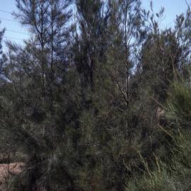 Canoe Trail Island, Shortland Wetlands, Shortland, NSW, 1994