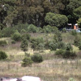 Corner Melaleuca Swamp, Shortland Wetlands, NSW, March 1995