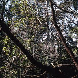 Spider web wire, Hunter Wetlands, Shortland, NSW, 20 June 1996  