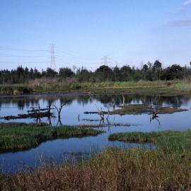 Reed Marsh, Hunter Wetlands, Shortland, NSW, June 1996