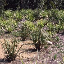 Silt trap, Hunter Wetlands, Shortland, NSW, 1996