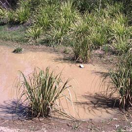 Silt trap, Hunter Wetlands, Shortland, NSW, 1996