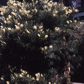 Grevillea moonlight, Hunter Wetlands, Shortland, NSW, September 1994-2004