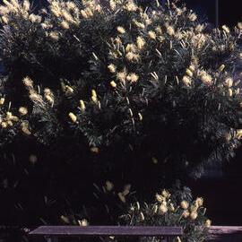 Grevillea moonlight, Hunter Wetlands, Shortland, NSW, September 1994-2004