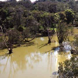 Melaleuca Swamp, Hunter Wetlands, Shortland, NSW, September 1994-2004