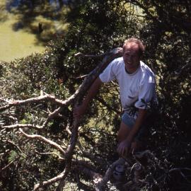 Peter Vaughan lopping branches, Egret Hide, Hunter Wetlands, Shortland, NSW, April 1997