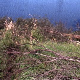Lopping around Egret Hide, Hunter Wetlands, Shortland, NSW, April 1997
