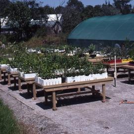Rotary Club benches, plant nursery, Hunter Wetlands, Shortland, NSW, 1997