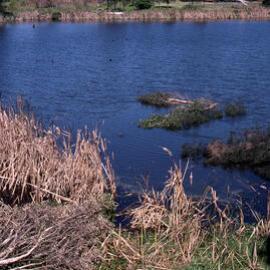 Triglochin (Water Ribbon) Swamp, artificial rafts, branch loppings, Hunter Wetlands, Shortland, NSW, May 1997