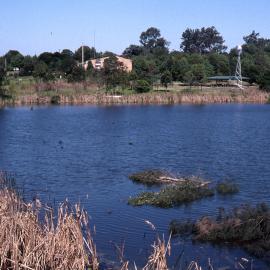 Triglochin (Water Ribbon) Swamp, artificial rafts, branch loppings, Hunter Wetlands, Shortland, NSW, May 1997