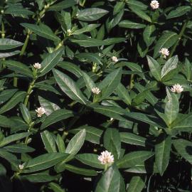 Alligator Weed, Triglochin Swamp, (Water Ribbon Pond), Hunter Wetlands, Shortland, NSW, October 1997