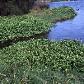 Alligator Weed, Triglochin Swamp, (Water Ribbon), Hunter Wetlands, Shortland, NSW, October 1997