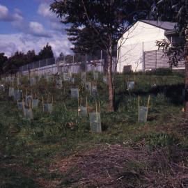 Blanch Street, Hunter Wetlands, Shortland, NSW, July 1998