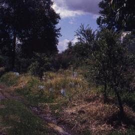 Shortland revegetation, Hunter Wetlands, Shortland, NSW, July 1998