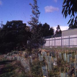 Shortland revegetation, Hunter Wetlands, Shortland, NSW, July 1998