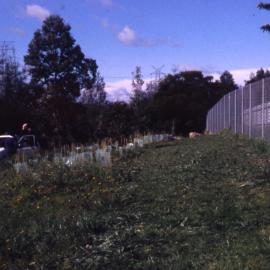Shortland revegetation, Hunter Wetlands, Shortland, NSW, July 1998