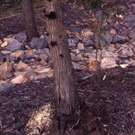 Tree planting in pot by Lions Club, Shortland Wetlands, Shortland, NSW, September 1994-2004