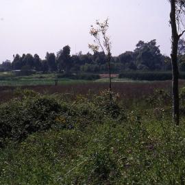 Mort Street, Butcherbird Hill, Hunter Wetlands, Shortland, NSW, 1999