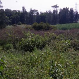 Mort Street, Butcherbird Hill, Hunter Wetlands, Shortland, NSW, 1999