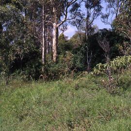 Mort Street, Butcherbird Hill, Hunter Wetlands, Shortland, NSW, 1999