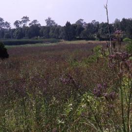 Mort Street, Butcherbird Hill, Hunter Wetlands, Shortland, NSW, 1999