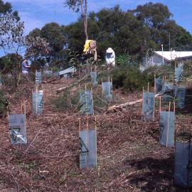 Planting, Mort Street, Butcherbird Hill, Hunter Wetlands, Shortland, NSW, 1999