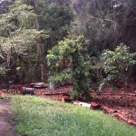 Rainforest revegetation, Hunter Wetlands, Shortland, NSW, October 1999
