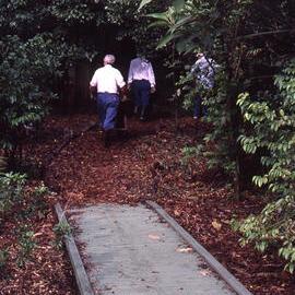 Renato Feroce, rainforest, Hunter Wetlands, Shortland, NSW, October 1999