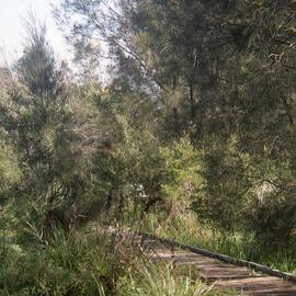 Melaleuca nodosa forest, Hunter Wetlands, Shortland, NSW, May 2001