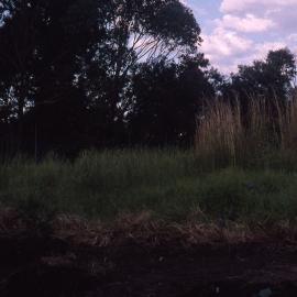 Proposed Conference Centre, Hunter Wetlands, Shortland, NSW, 2001