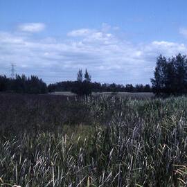Ironbark Marsh looking north from boardwalk, Hunter Wetlands, Shortland, NSW, 2003