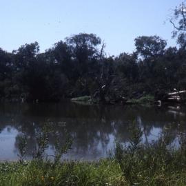 Melaleuca Swamp, Hunter Wetlands, Shortland, NSW, 2003