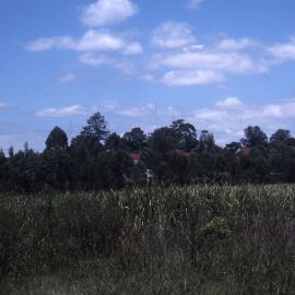Blanch Street vanishes, revegetation, Hunter Wetlands, Shortland, NSW, 2003