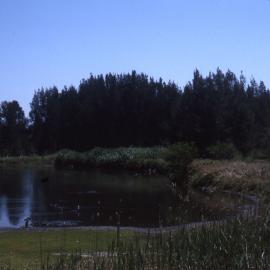 Brambles Pond, Hunter Wetlands, Shortland, NSW, 2002