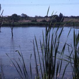 Reed Marsh, Hunter Wetlands, Shortland, NSW, 2003