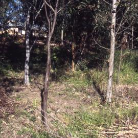 Butcherbird Hill, Hunter Wetlands, Shortland, NSW, 2003
