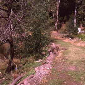 Butcherbird Hill, Hunter Wetlands, Shortland, NSW, 2003