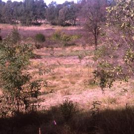 Butcherbird Hill, Hunter Wetlands, Shortland, NSW, 2003